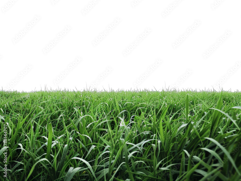 green wheat field isolated on a transparent background. PNG
green wheat field isolated on a transparent background. PNG