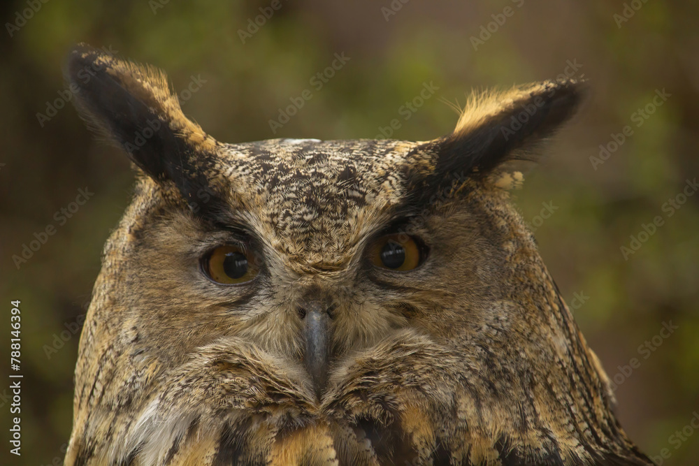 Fototapeta premium Eurasian Eagle-Owl, Bubo bubo.