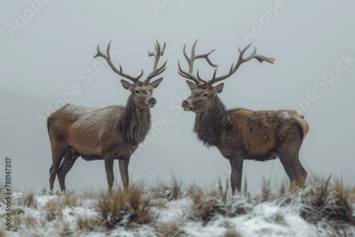 An image of two stags momentarily pausing their fierce battle to listen to distant sounds, staying a