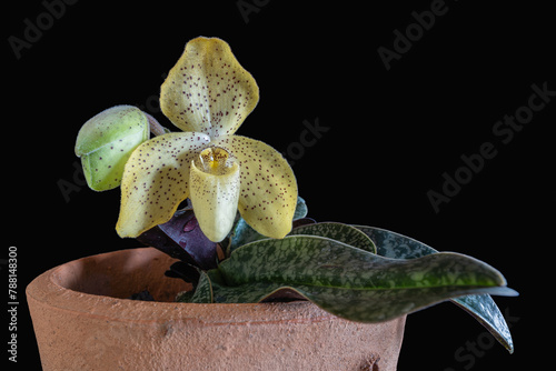 Closeup view of potted lady slipper orchid species paphiopedilum concolor with speckled yellow flower and bud isolated on black background