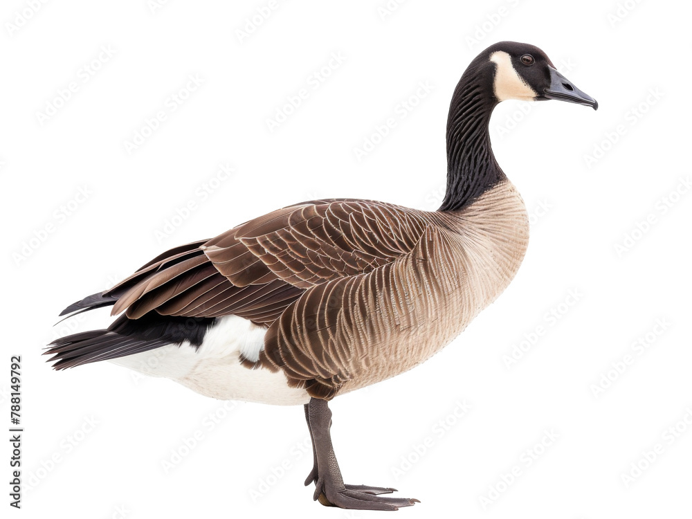 country goose isolated on white