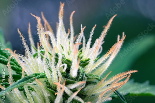 Hairy trichomes of flowering cannabis indica sativa bud close up. Medical marijuana growing concept. Macro shot