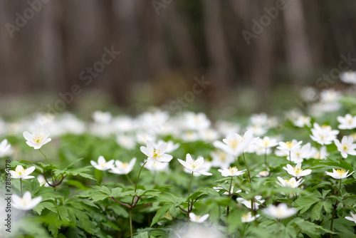 Forest meadow covered by blooming White anemone (Primerose Nemorosa) flowers
