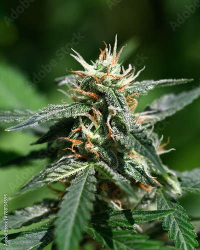 Flowering cannabis bud with ripe orange trichomes close up. Medical cannabis growing concept