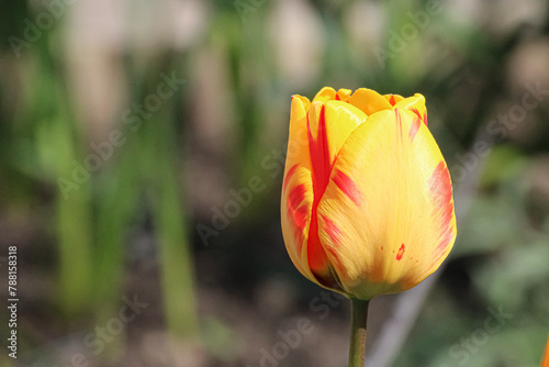 Close up of One Yellow and Red Tulip in the Sun on  Blurred Green Foliage Background