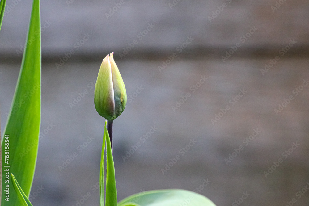 Obraz premium One Young Tulip Bud and Leaves on Blurred Wooden Background