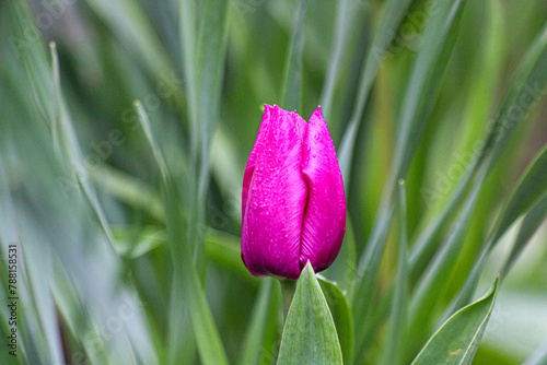 One Dark Pink Tulip Flower With Rain Droplets on Surrounded by Green Leaves