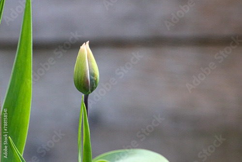 One Young Tulip Bud and Leaves on Blurred Wooden Background