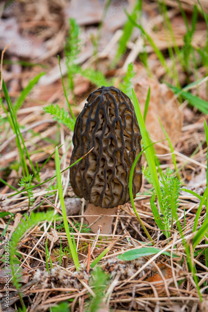 Morel mushrooms in the forest Morel mushrooms in the forest