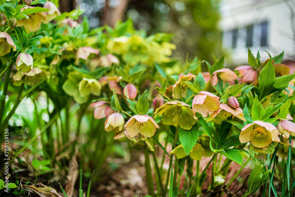 Obraz premium Hellebore (Helleborus purpureus) is a species of flowering plant
