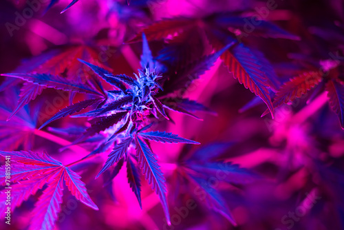 Bush of cannabis marijuana with a purple pink light on indoor farm. Medical cannabis growing concept © Ivan Kmit