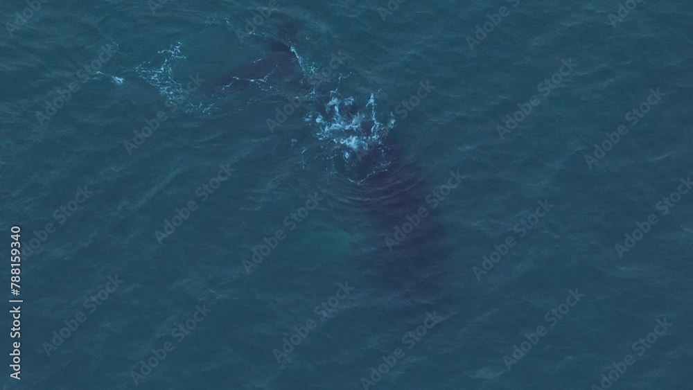 Aerial view of humpback whale in the ocean, Reykjavik, Iceland. Aerial view of humpback whale in the ocean, Reykjavik, Iceland.
