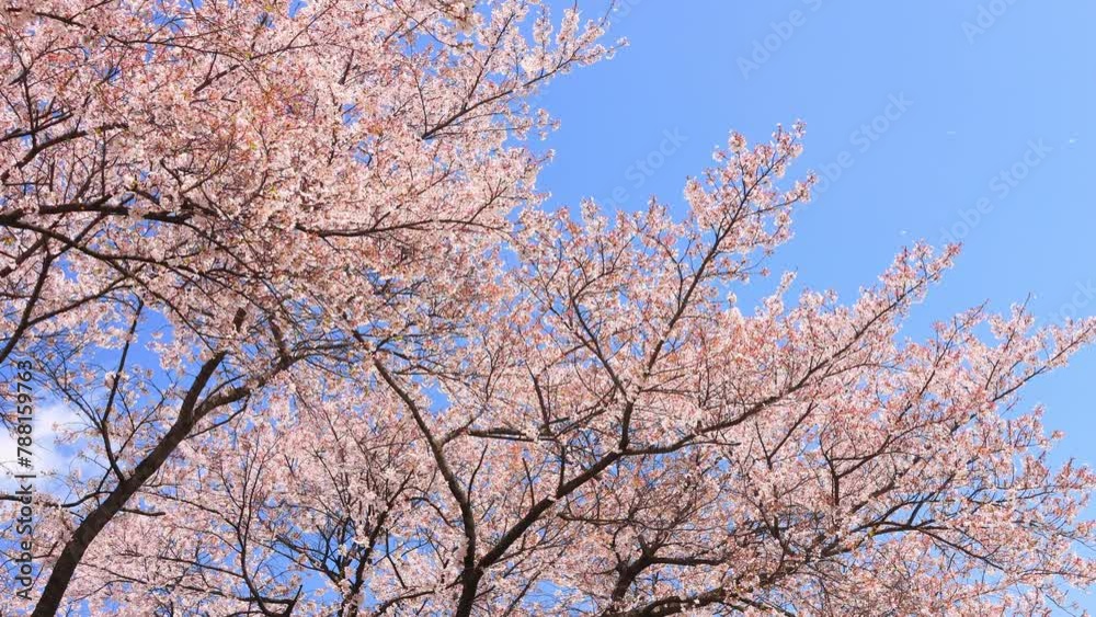 pink cherry blossom and blue sky, petals falling in the wind pink cherry blossom and blue sky, petals falling in the wind