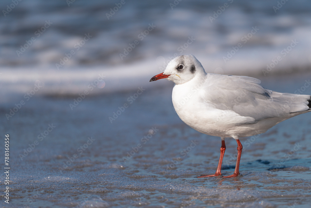 Möve am Ostseestrand im Fischland Zingst Darß, Mecklenburg-Vorpommern Möve am Ostseestrand im Fischland Zingst Darß, Mecklenburg-Vorpommern