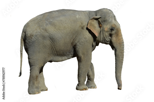 elephant on a transparent background