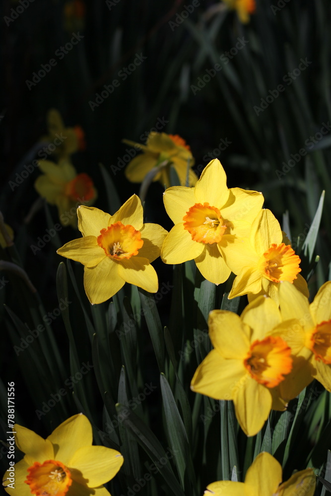 Bright yellow daffodils growing inthe sunny meadow.