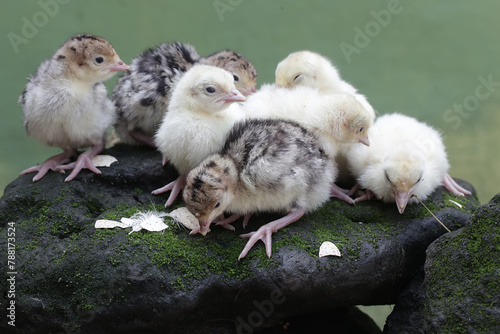 The cute and adorable appearance of a number of baby turkeys that are only one day old. This bird, which is usually bred by humans for meat consumption, has the scientific name Meleagris gallopavo. photo