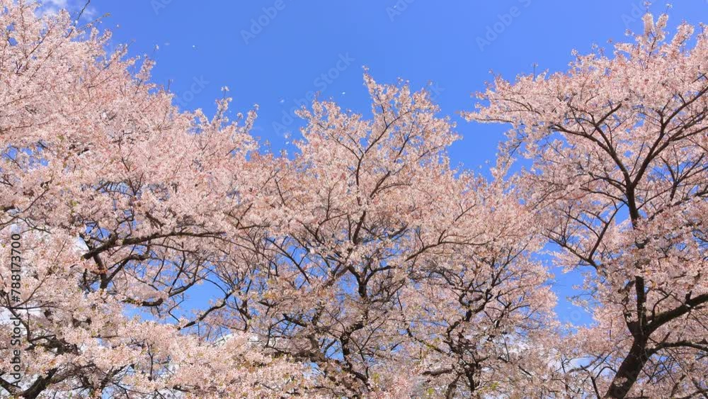 pink cherry blossom and blue sky, petals falling in the wind pink cherry blossom and blue sky, petals falling in the wind