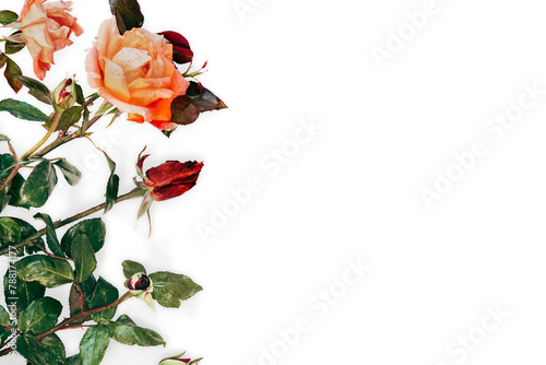 Red and orange roses element transparent png