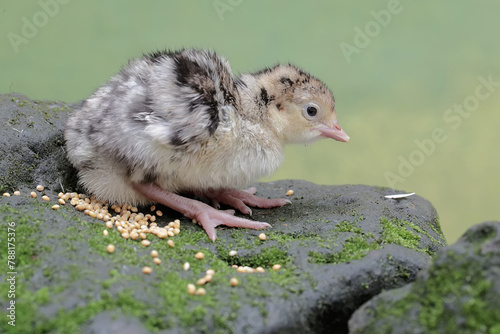 A one-day-old baby turkey is looking for food on a rock covered in moss. This bird, which is usually bred by humans for meat consumption, has the scientific name Meleagris gallopavo.