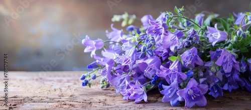 Lovely spring backdrop featuring a bouquet of campanula flowers.
