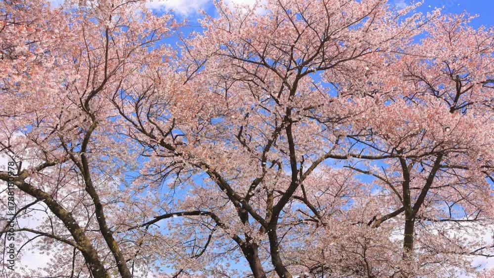pink cherry blossom and blue sky, petals falling in the wind pink cherry blossom and blue sky, petals falling in the wind