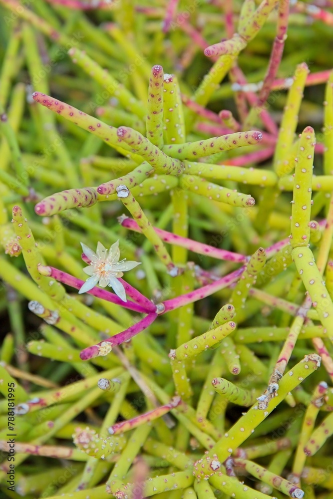 Closeup of Rhipsalis tucumenensis plant. Closeup of Rhipsalis tucumenensis plant.
