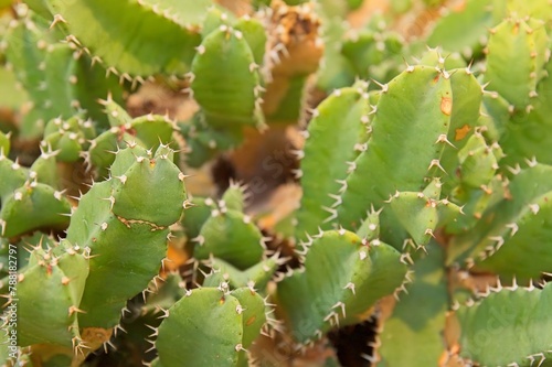 Closeup of Euphorbia resinifera, the resin spurge, is a species of spurge native to Morocco. photo