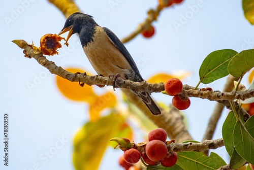 Yellow Great tit. Parus major, female, on the dog rose branch with red autumn leaves. Blurred green forest background.