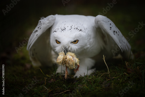 Snowy owl (Nyctea scandiaca) photo