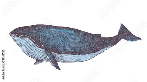 Hand drawn blue whale design element