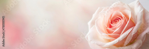 Close-up of a pink rose with soft petals against a blurred background.