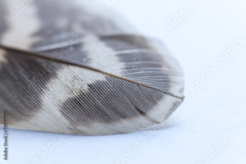 feather of a bird on a white background close-up macro