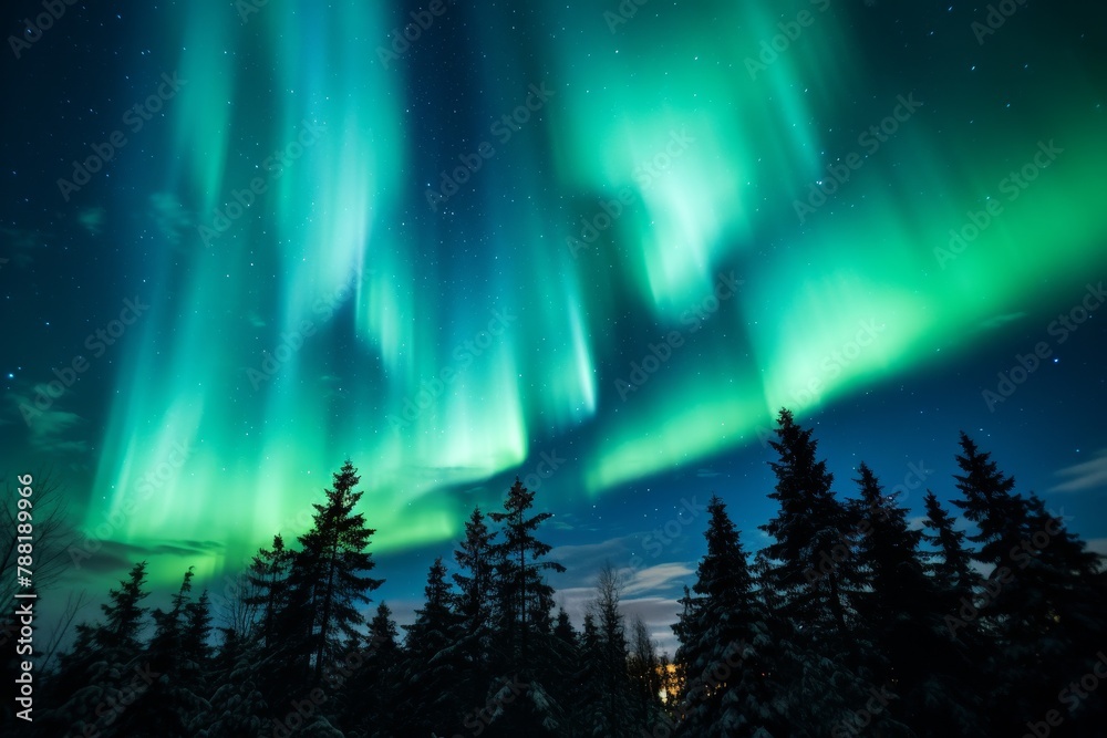 Amazing northern lights against the background of a spruce forest, the sky is illuminated with bright colors
