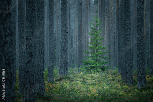 View of Lush Green Woodland in Karelia, Russia. photo