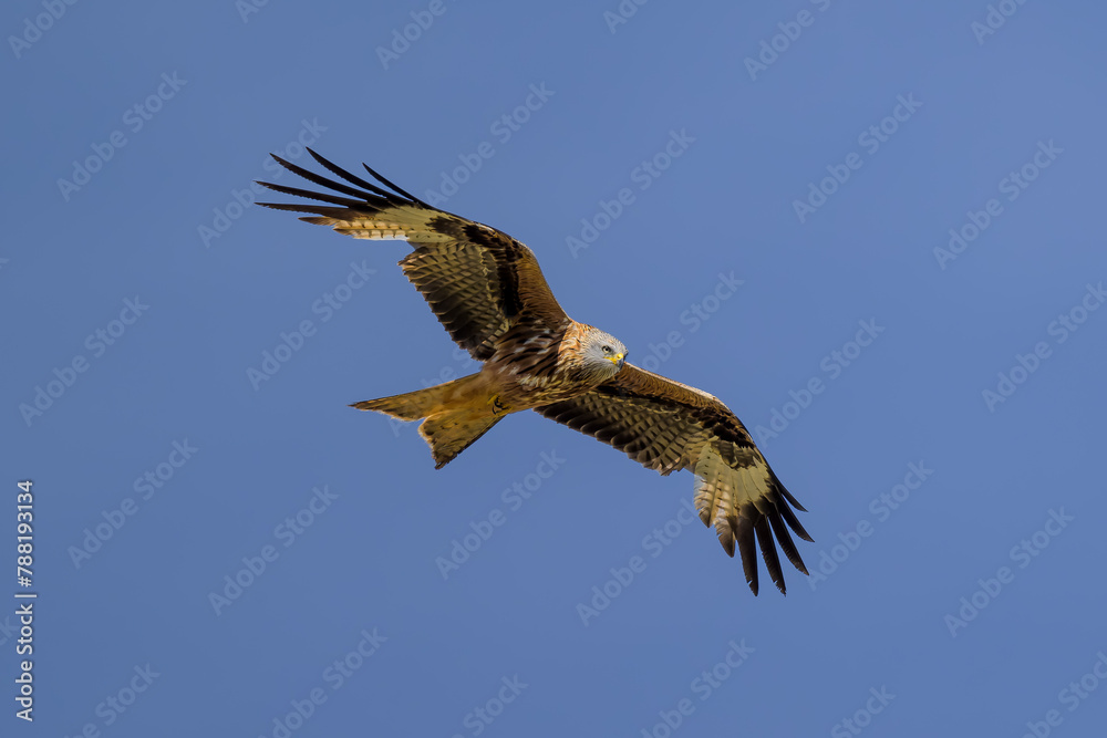 Fototapeta premium Milano real en vuelo en Guadarrama