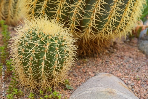 Golden barrel cactus (echinocactus grusonii) also known as golden ball or mother-in-law's cushion, is native to east-central Mexico. photo