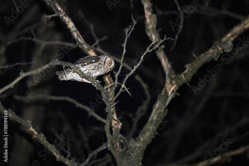 Eurasian scops owl (Otus Scops Latin scientific name). Close up photo with an owl standing in the tree during the night. Birds wildlife photography.