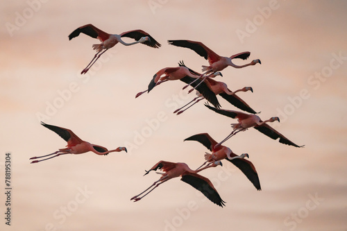 View of elegant flamingos in flight at Rio de Aveiro, Progreso, Yucatan, Mexico. photo