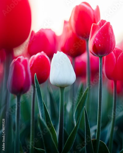 View of a white tulip among red coloured tulips, spring in Holland, The Netherlands. photo