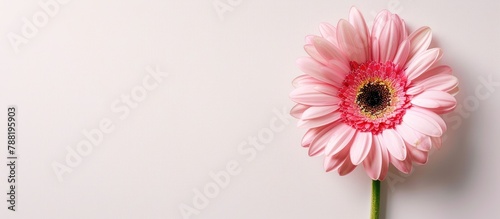 A lovely pink flower in full bloom stands alone against a white backdrop.