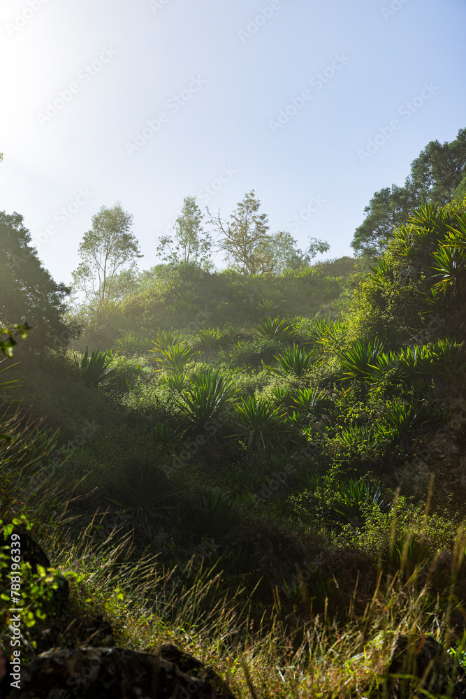 View of warm-toned green mountain valley during sunrise, light streaks with sand storm, Santo Antao island, Cape Verde. View of warm-toned green mountain valley during sunrise, light streaks with sand storm, Santo Antao island, Cape Verde.