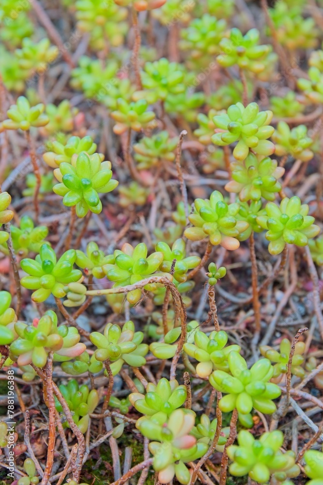 Closeup of Sedum rubrotinctum, commonly known as jelly-beans, jelly bean plant, or pork and beans, is a species of Sedum from the plant family Crassulaceae. It is native to Mexico. Closeup of Sedum rubrotinctum, commonly known as jelly-beans, jelly bean plant, or pork and beans, is a species of Sedum from the plant family Crassulaceae. It is native to Mexico.