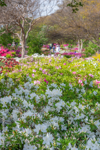 A springtime scene of blooming azaleas in a beautiful garden.