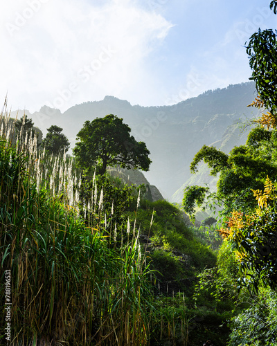 View of jungle green XoXo in Ribeira da Torre valley during sunrise, Cova-Paul-Ribeira da Torre Natural Park, Santo Antao island, Cape Verde.
