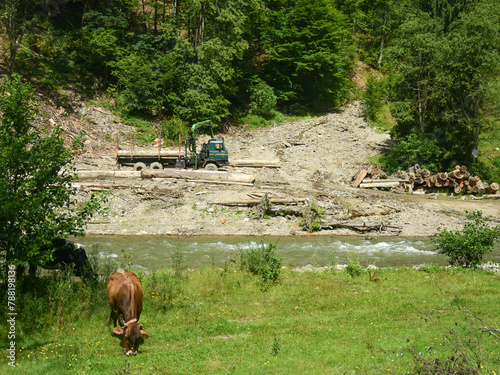 A cow grazing in a meadow near a mountain river. In the background, a truck with a crane is loading the timber logs out of a forest, while parked on a dirt road. Lumber industry. Carpathia, Romania.