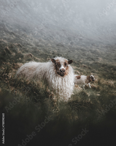 View of a curious sheep and her lamb in Vestmannaeyjar, Iceland. photo
