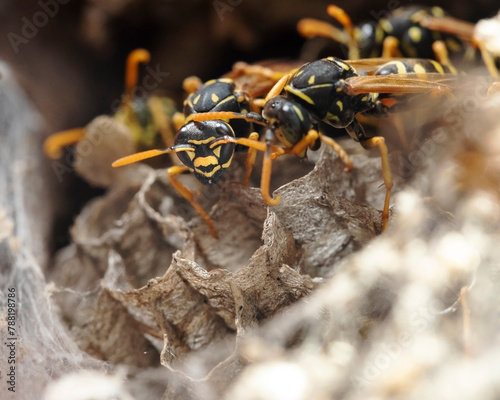 Paper wasp nest 1 © Leon