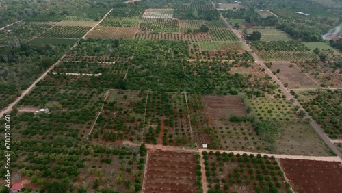 Aerial view of green farmland and agricultural fields in Sotuta, Yucatan, Mexico. photo