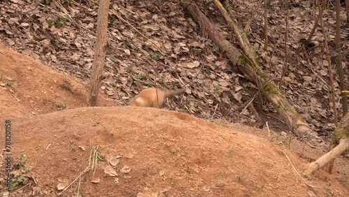 Little Fox learns to hunt rodents. Fox hid the rat's body, and the little fox found it. Female Fox took her cub for a walk near a den in a city park in spring. Red Fox (Vulpes vulpes)